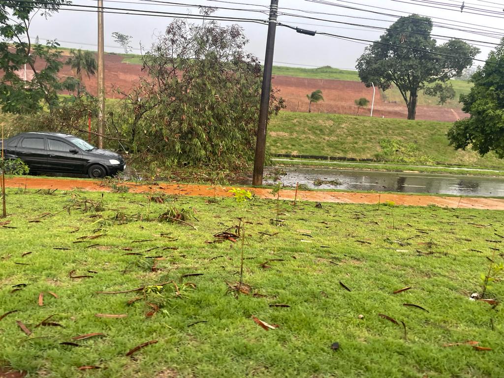 Chuva forte derruba árvore na Marginal