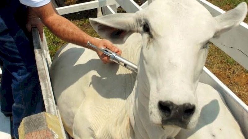 MT encerra 2ª etapa da vacinação de gado contra febre aftosa na próxima semana