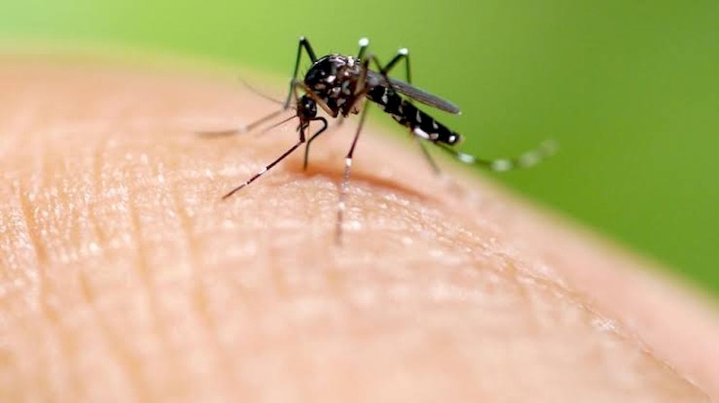 País já registrou 710 mortes por dengue este ano, 256 em SP
