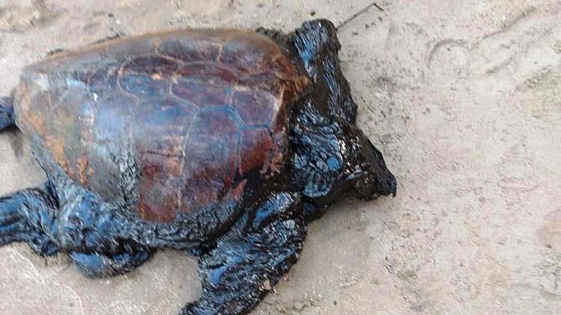 Santuário de tartarugas no ES é atingido por óleo