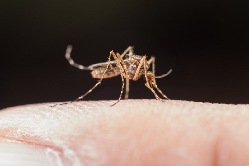 Seção de controle de vetores divulga índices de Dengue em Porto Ferreira
