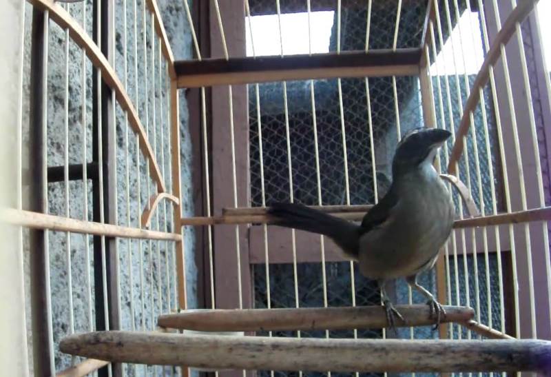 28 aves silvestres mantidas em cativeiro são apreendidas pela Polícia Ambiental