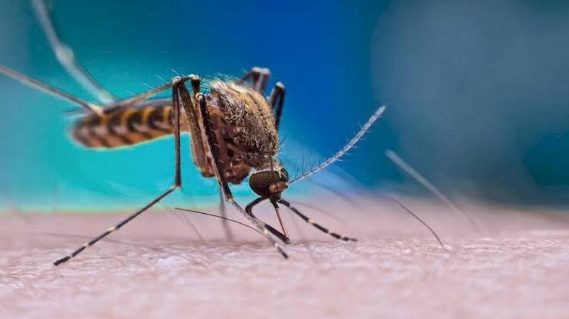 São Carlos fechou 2019 com 111 notificações e 94 negativas de Chikungunya