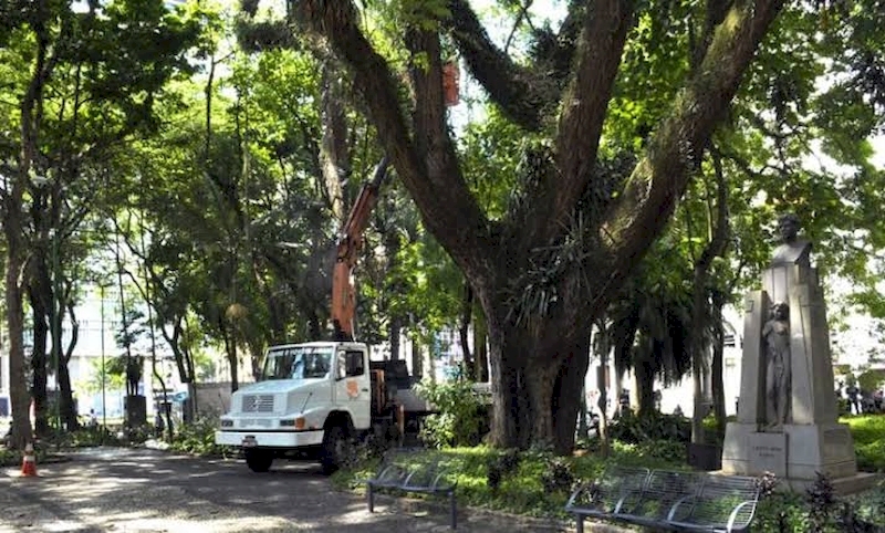 SP: Covas sanciona lei que autoriza morador a contratar empresa para podar árvore