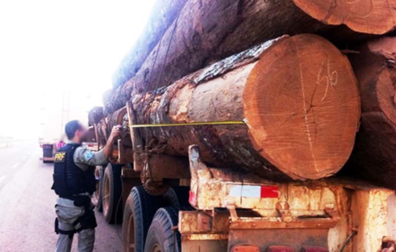PF ataca extração ilegal de 4 mil caminhões de madeira no Maranhão