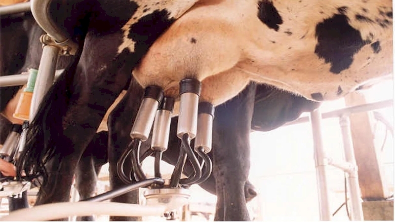 Embrapa Pecuária Sudeste utiliza homeopatia para redução de medicamentos no rebanho leiteiro
