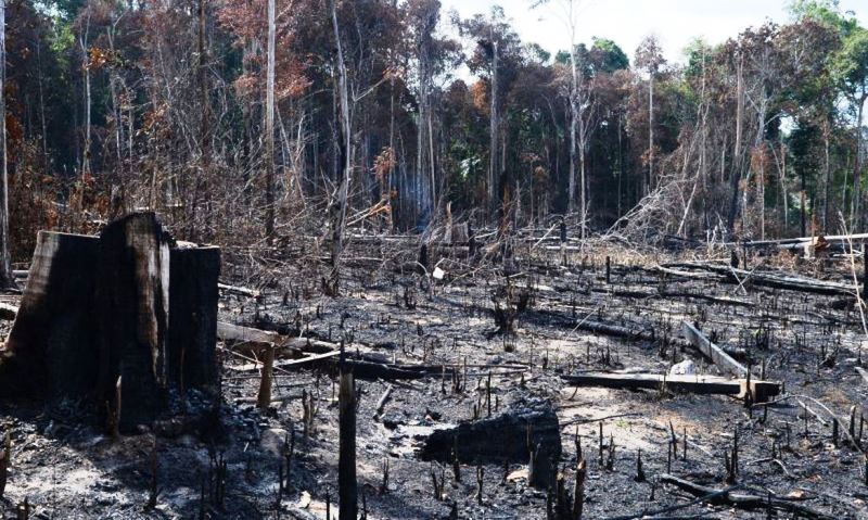 Conselho anuncia operação em áreas protegidas da Amazônia Legal