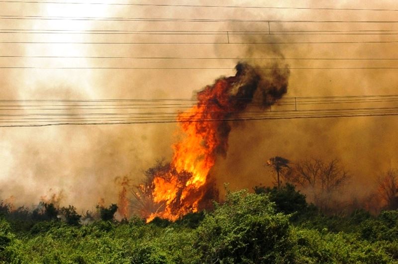 Pantanal tem recorde de queimadas em 22 anos de MS