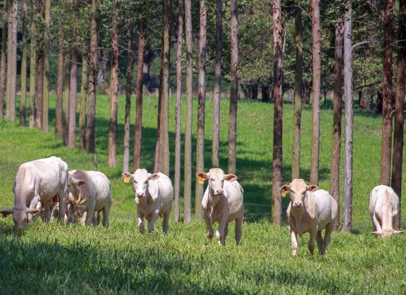 Eficiência na produção pecuária contribui para sustentabilidade