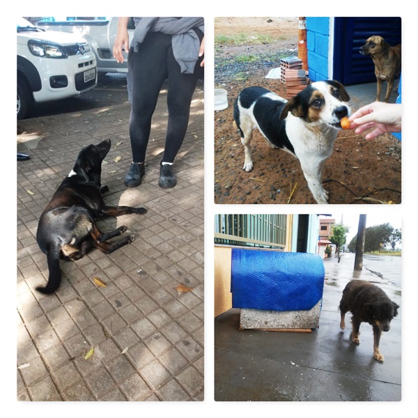 Cães de rua atacam morador do município