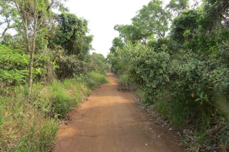 Concurso de Fotografias do Cerrado da UFSCar abre período de votação