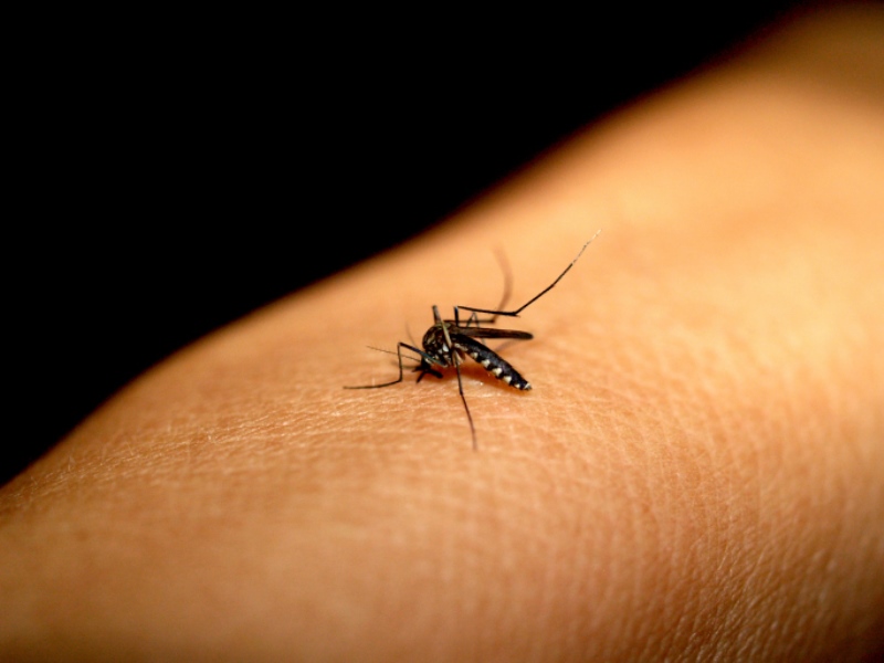 Cientista liga casos de dengue à imunidade para Covid-19