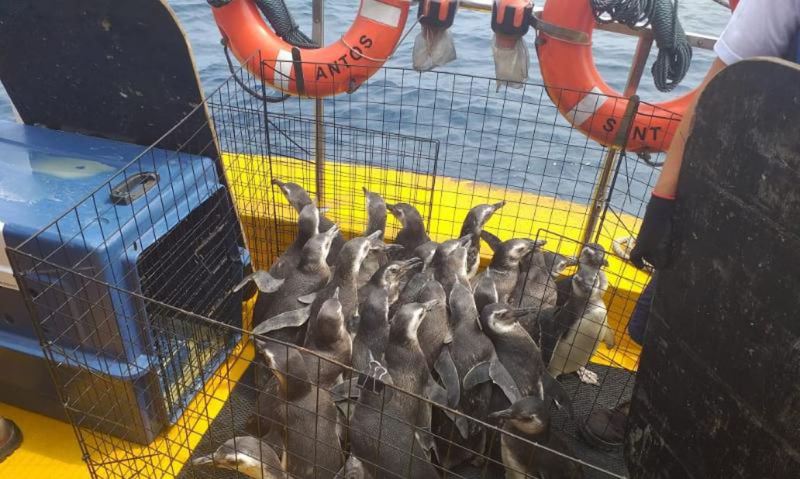 Projeto devolve à natureza 31 pinguins resgatados no litoral do país