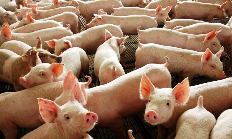 Ministério da Agricultura confirma peste suína clássica