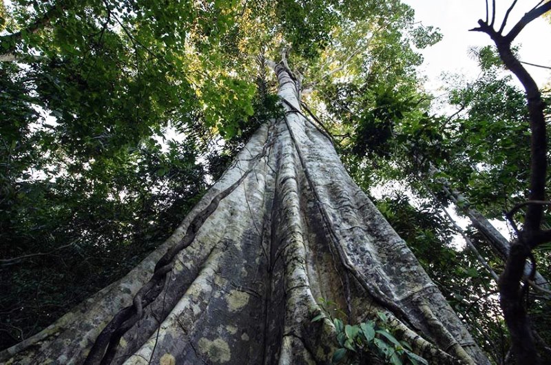 Brasil lança programa de incentivo à preservação ambiental