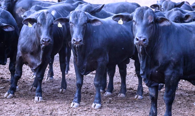 Rebanho bovino cresce em 2019, influenciado pelo cenário externo