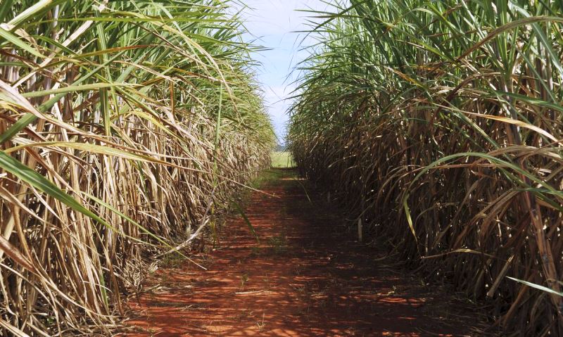 Evento destaca importância do seguro rural para cana-de-açúcar