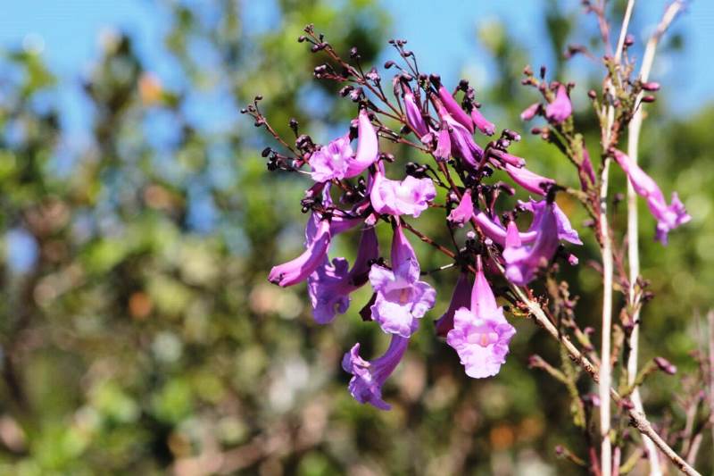 UFSCar aprova preservação permanente de 47 hectares de Cerrado