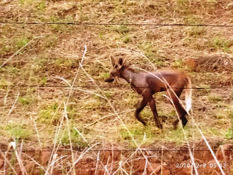 Instituições se unem para resgate de lobo-guará