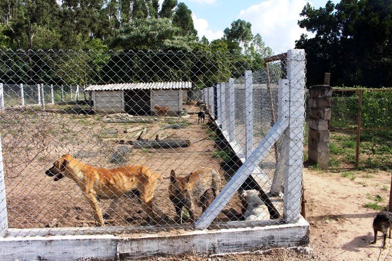 Como funciona o abrigo de cães e gatos no município