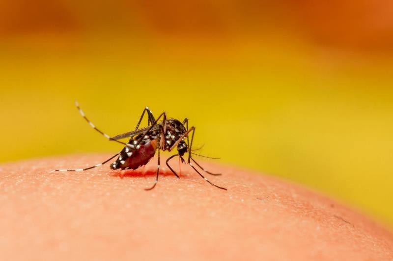 São Carlos registrou 625 casos positivos de Dengue