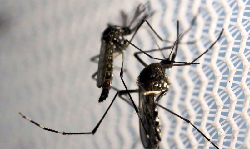 Pessoas que tiveram dengue são propensas a ter sintomas da Covid-19