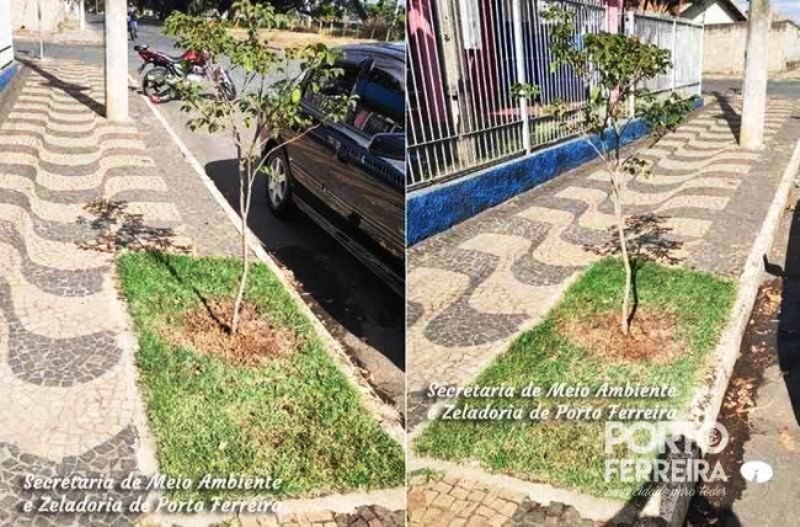 Meio Ambiente fornece dicas de poda e arborização urbana