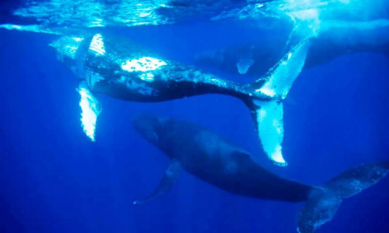 Encalhe de baleias jubarte é recorde no Brasil