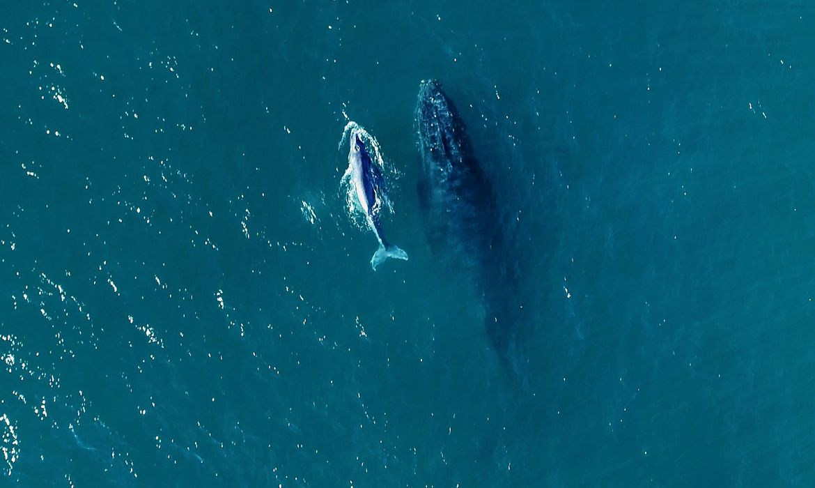 Começa a temporada de baleias no litoral brasileiro