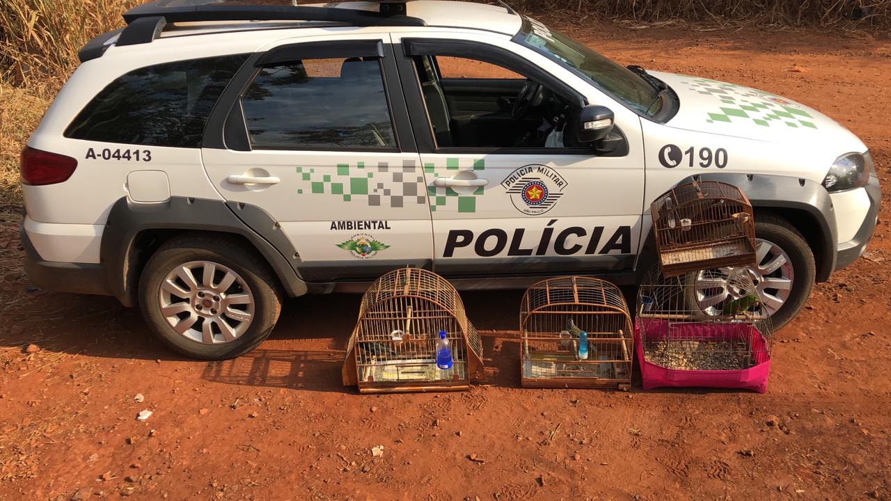 Morador de  Araraquara é flagrado mantendo animais silvestres presos