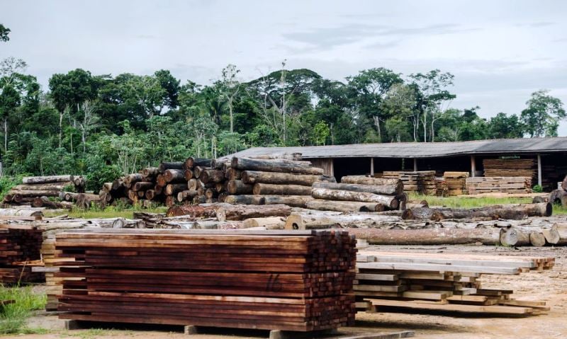 São Paulo cria força-tarefa para combater venda ilegal de madeira nativa