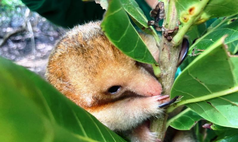 Pesquisadores brasileiros conseguem coletar sêmen de tamanduá raro