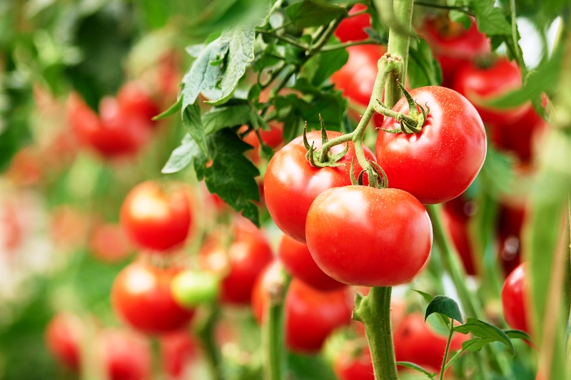 Startup produz em tomate molécula para tratamento do colesterol ruim