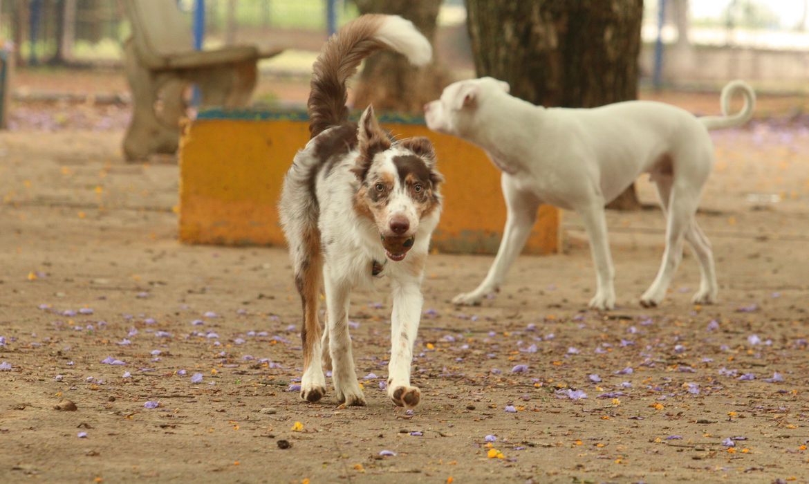 Experiência de vida muda comunicação entre cães e humanos