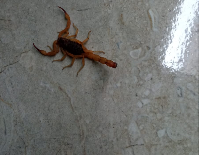 Escorpiões atormentam moradores do Cidade Aracy