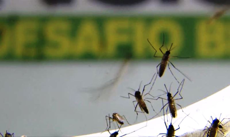 Brasil ultrapassa 500 mortes por Dengue