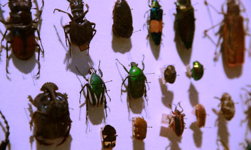 Biodiversidade de insetos no Brasil está em queda