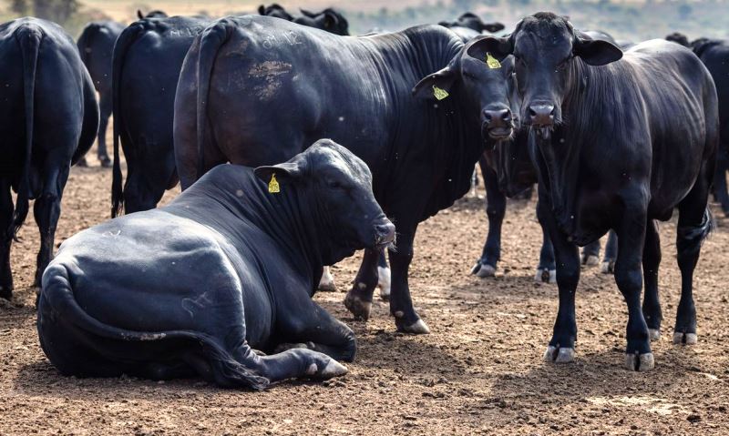 Rebanho bovino nacional teve aumento de 3,1%