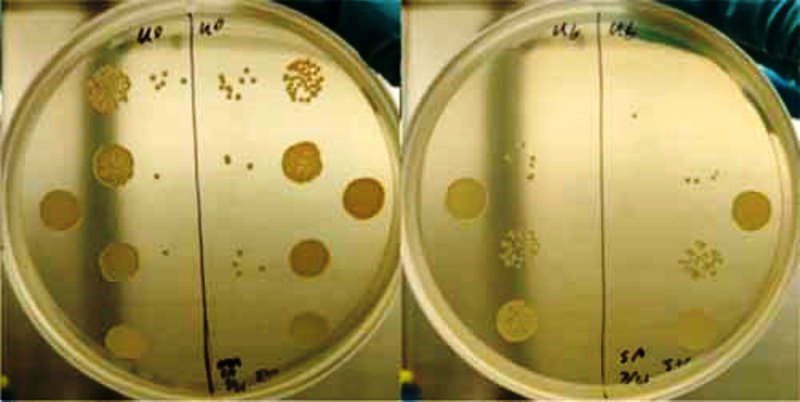 Controle a resistência bacteriana aos antibióticos é motivo de pesquisa no Centro de Pesquisa em Óptica e Fotônica (CEPOF) – INCT – IFSC – USP