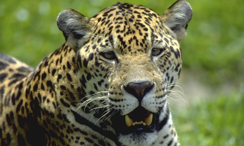 Reserva tem 12 espécies de animais ameaçadas de extinção
