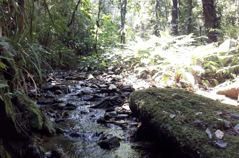 Transição de floresta para monocultura impacta ecossistemas de riachos