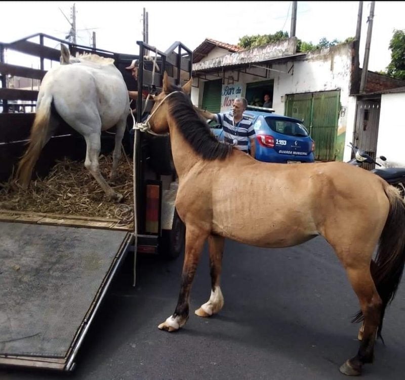 Prefeitura regulamenta doação de animais de grande porte