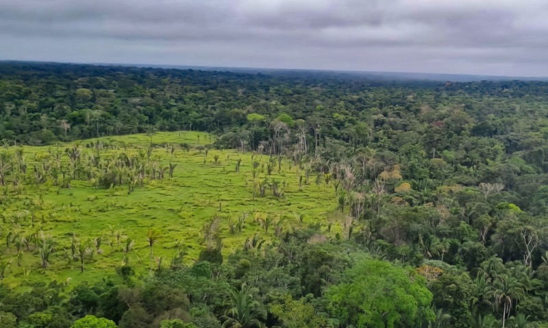 Perda de florestas tropicais primárias aumentou 15% no Brasil