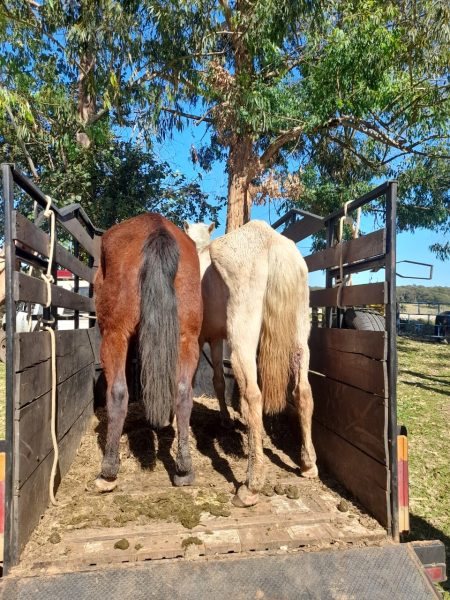 Conheça a Defesa dos 2 Cavalos !! 