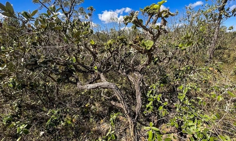 Lei aprovada quer converter Amazônia em Cerrado