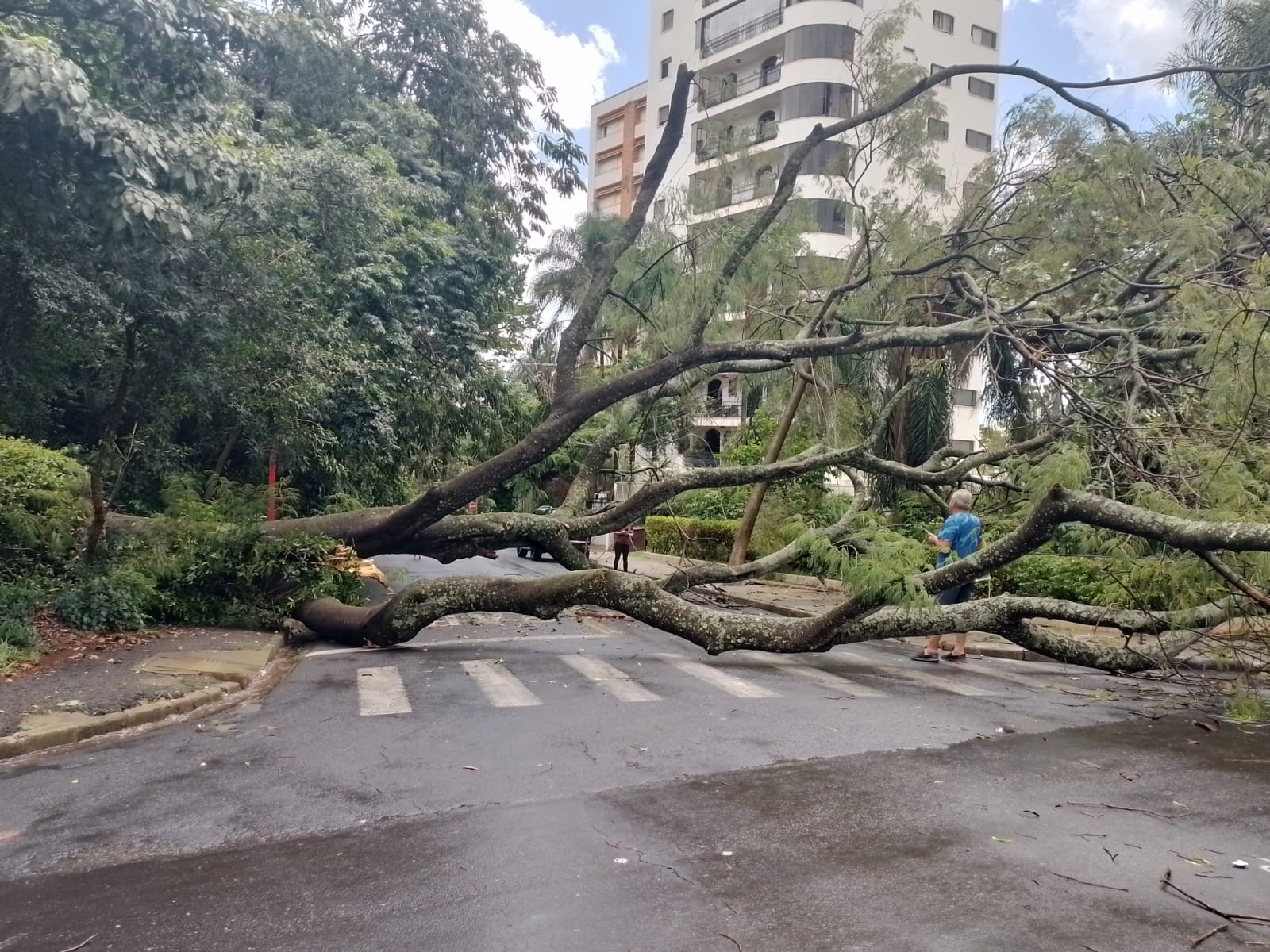 Chuva derruba árvore na Rua Padre Teixeira