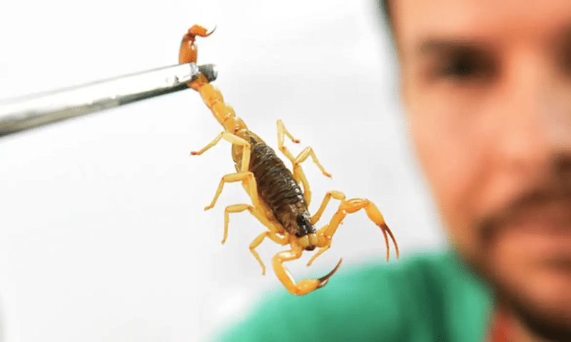 Saúde faz alerta contra escorpiões