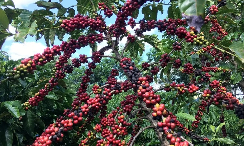 Restauração florestal em cafezais é viável economicamente