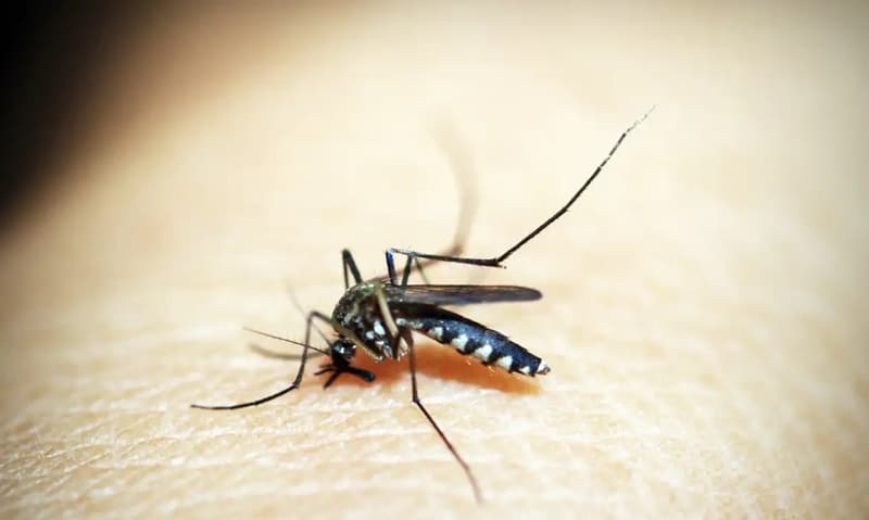 Com 28,8 mil casos, São Paulo tem plataforma sobre situação da dengue