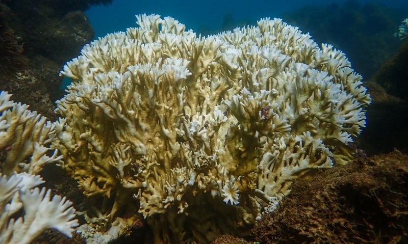 Branqueamento de corais avança no Nordeste